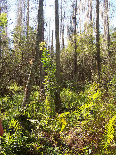 33-year old reclaimed cypress swamp with fern understory at Fort Green Phosphate Mine