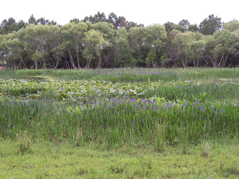 Reclaimed herbaceous marsh at Fort Green Phosphate Mine