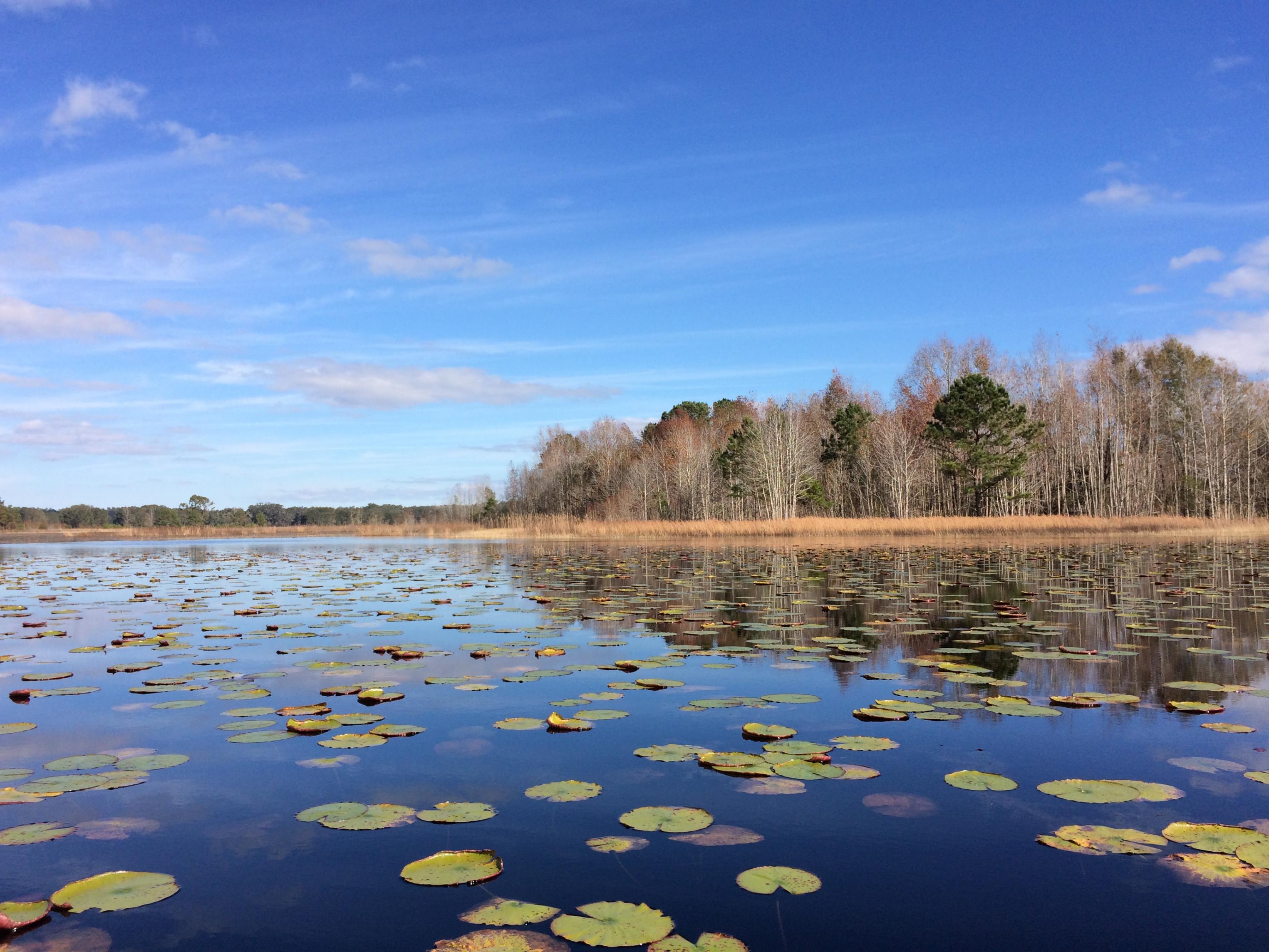 Freshwater Habitat at Carr Lake, Lake Jackson Aquatic Preserve 