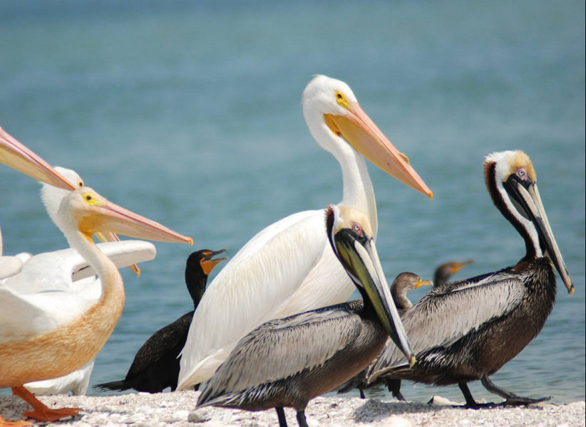 White pelicans, brown pelicans and cormorants rest on a sand bar in Gasparilla Sound-Charlotte Harbor Aquatic Preserve