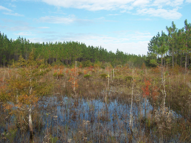 Reclaimed forested wetland at Green Cove Springs Heavy Minerals Mine
