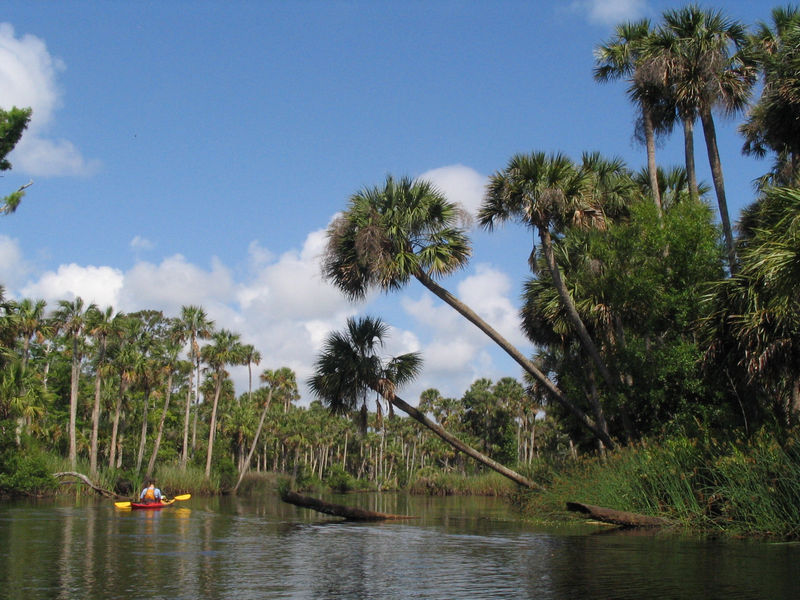 Kayaking past palm trees leaning over the banks of the Bulow River