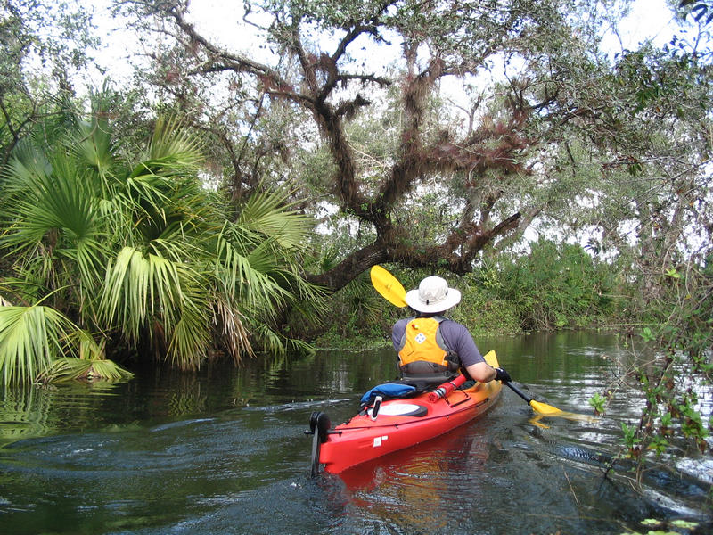 Paddling through a canopy section of Hickey Creek