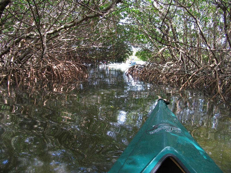 View of the front of a green kayak paddling through mangroves near Fort De Soto Park