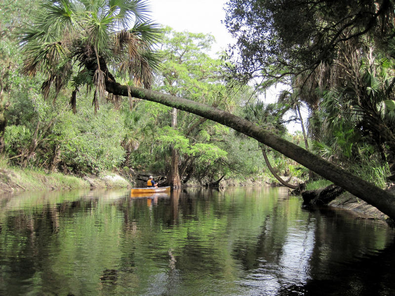 Kayaking under a palm on the Econlockhatchee River