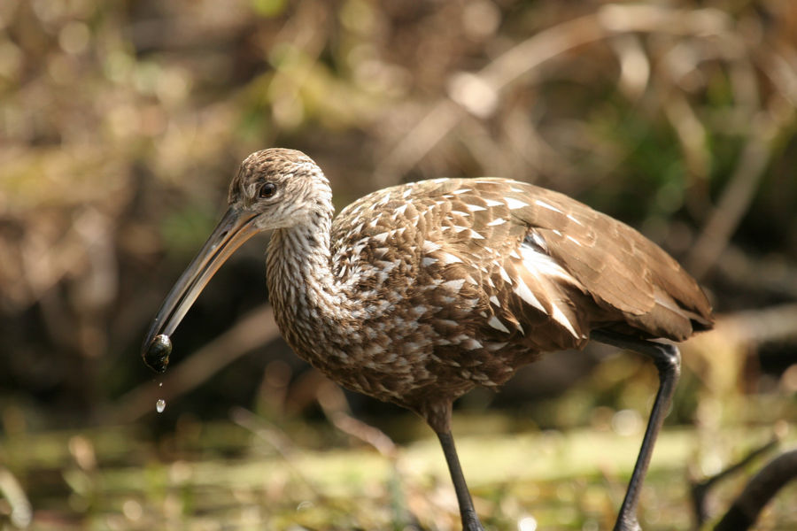A Limpkin with an Apple Snail at Silver Springs State Park