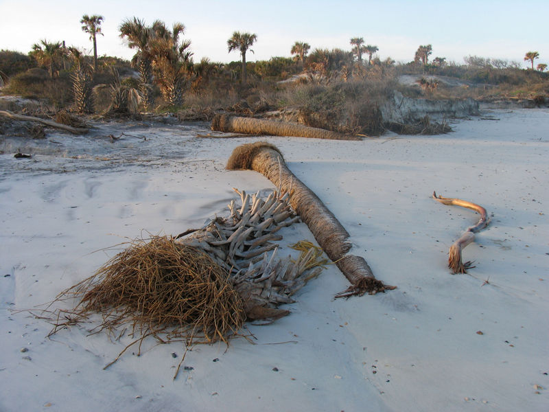 Fallen palm trees on the beach at Little Talbot Island
