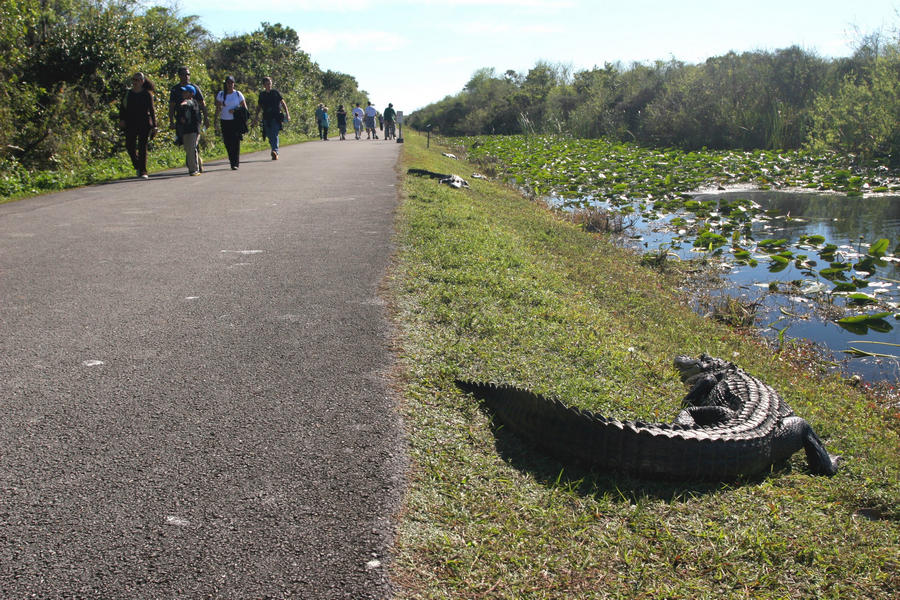 Hikers on a paved trail passing alligators by the water on Shark Valley Road