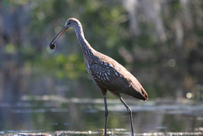 A Limpkin walking through the water with an Apple Snial
