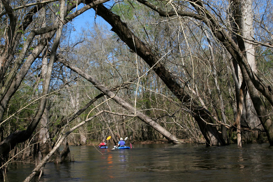 paddlers paddling through Mack Slough along the Ochlockonee River
