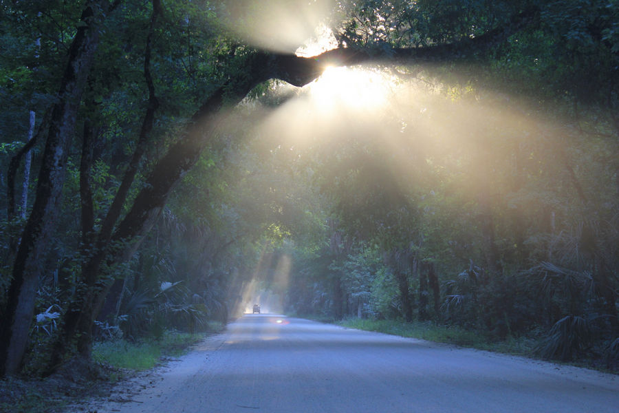 Sunbeams coming through the trees on a canopy lines road at Highlands Hammock State Park