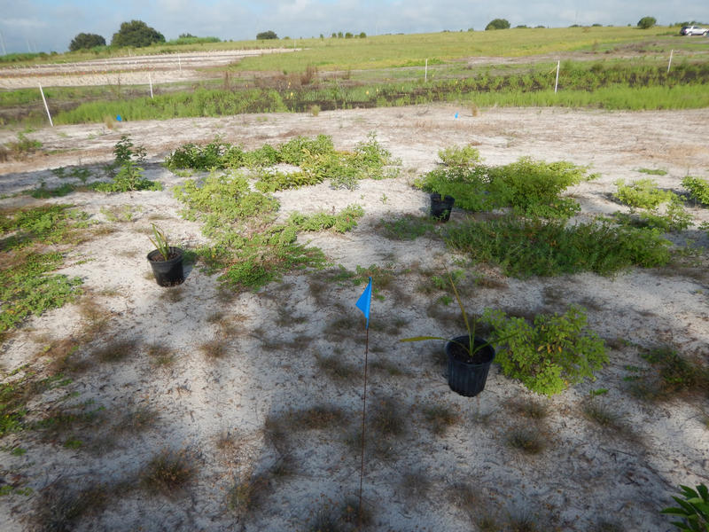 10 acres of native grasses and shrubs were planted to provide habitat to gopher tortoises and Southeastern American Kestrel