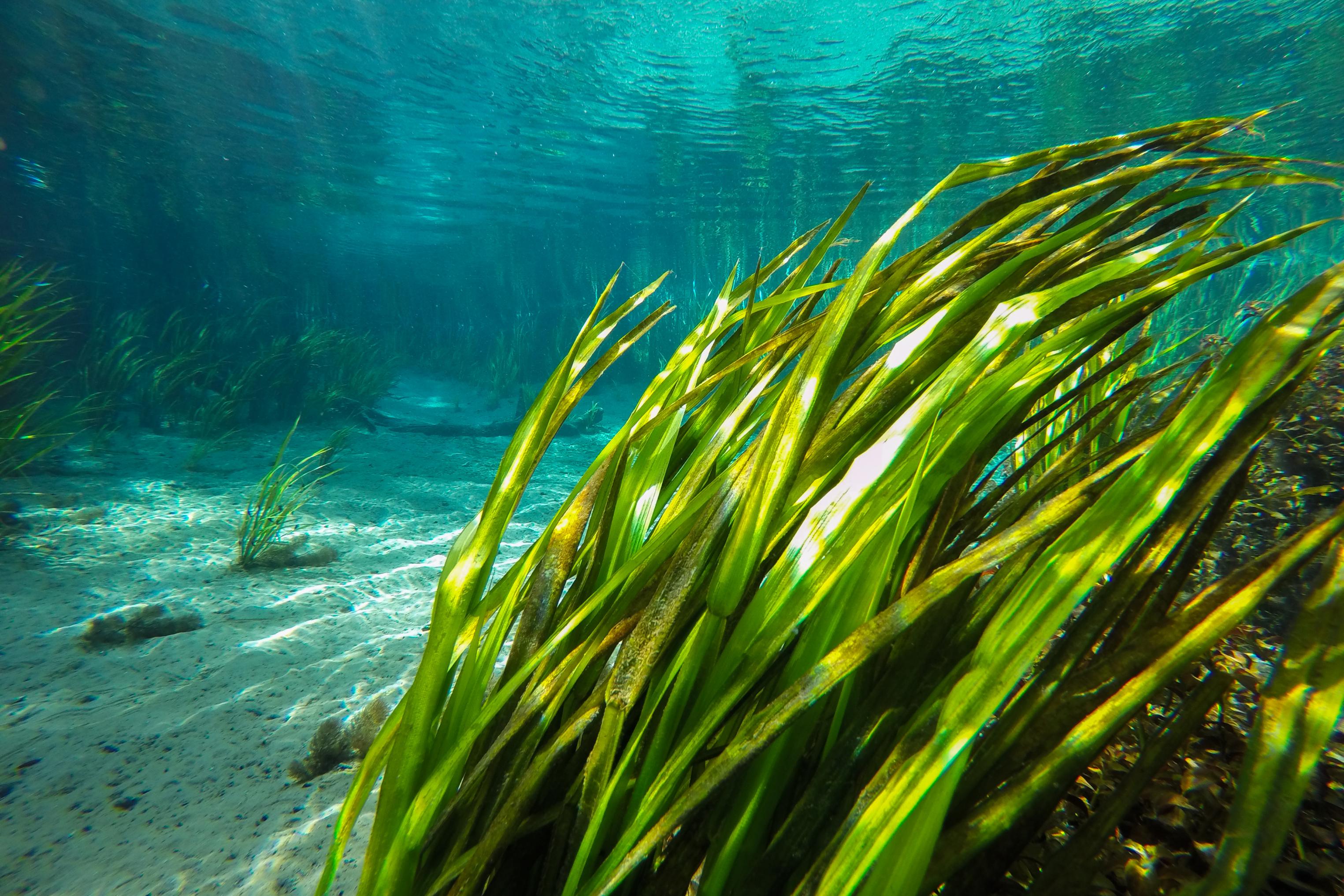 Underwater view of seagrass and clear water at Ichetucknee Springs State Park