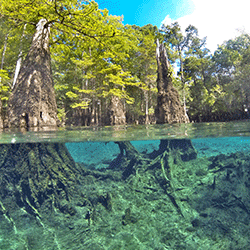 Ichetucknee Springs