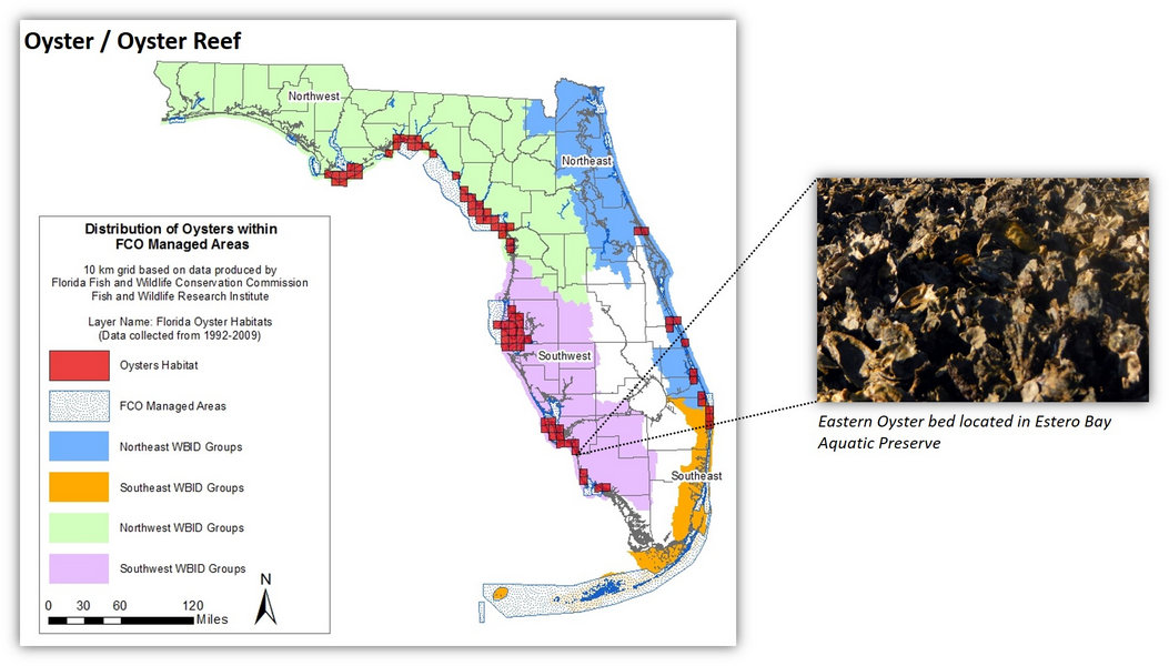 Map of the distribution of oyster reefs within Florida Coastal Office managed areas inserted with a picture of oysters from the Estero Bay Aquatic Preserve