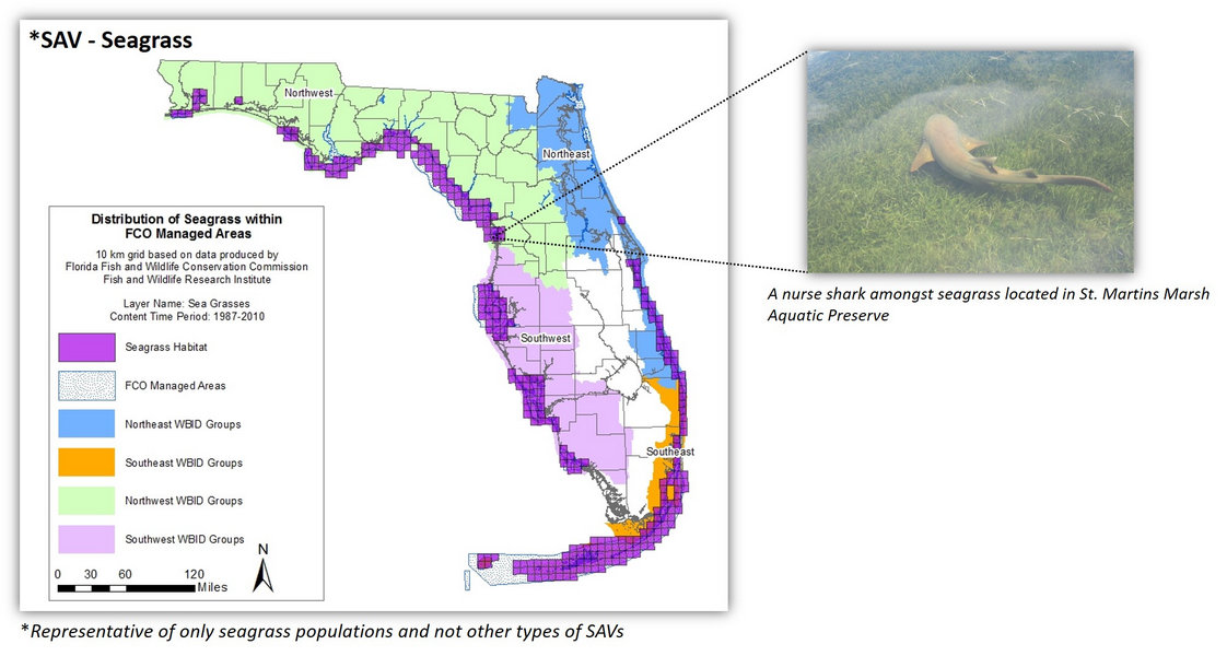 Map of the distribution of seagrasses within Florida Coastal Office managed areas inserted with a picture of seagrasses from the St. Martins Marsh Aquatic Preserve