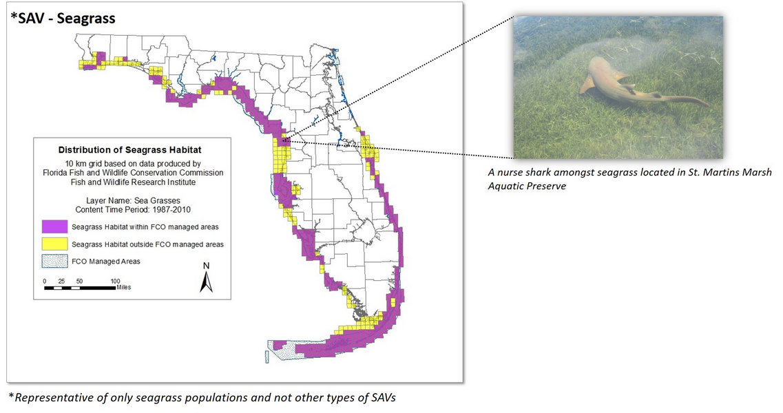 Map of the state of Florida which illustrates seagrass habitats within as well as outside the Florida Coastal Office managed areas.