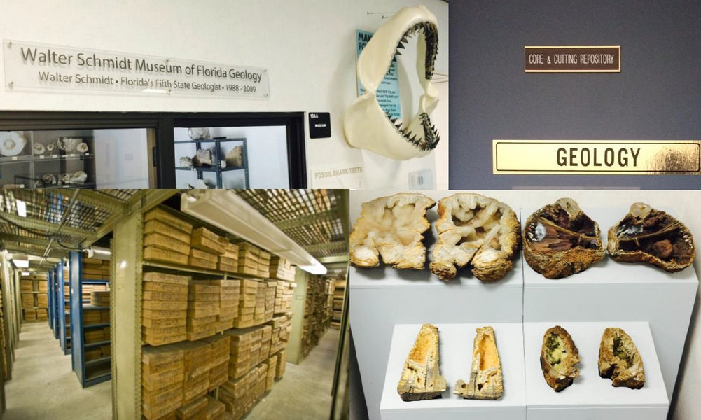 Florida Geological Survey Collections photo collage