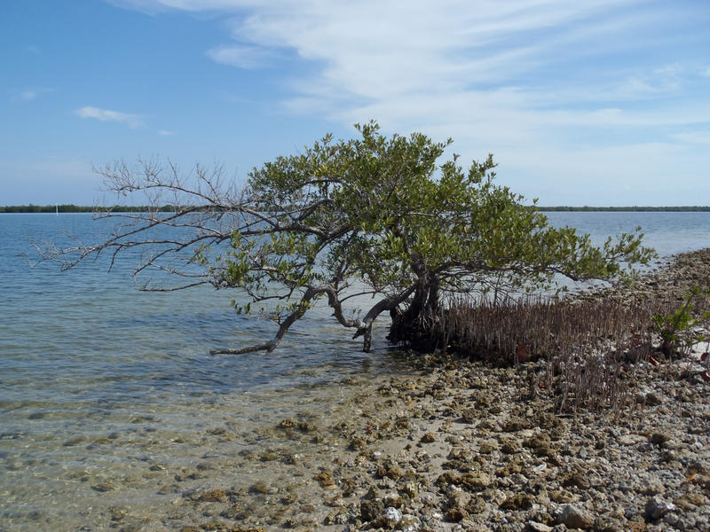 a black mangrove colonizes the edge of a spoil island in Indian River Lagoon