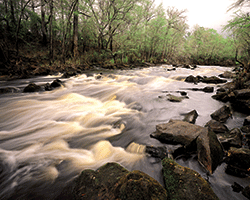 James Valentine Aucilla River Rapids