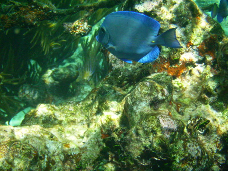 A Blue Tang swimming at John Pennekamp Coral Reef State Park