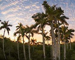 John Moran Fakahatchee Strand