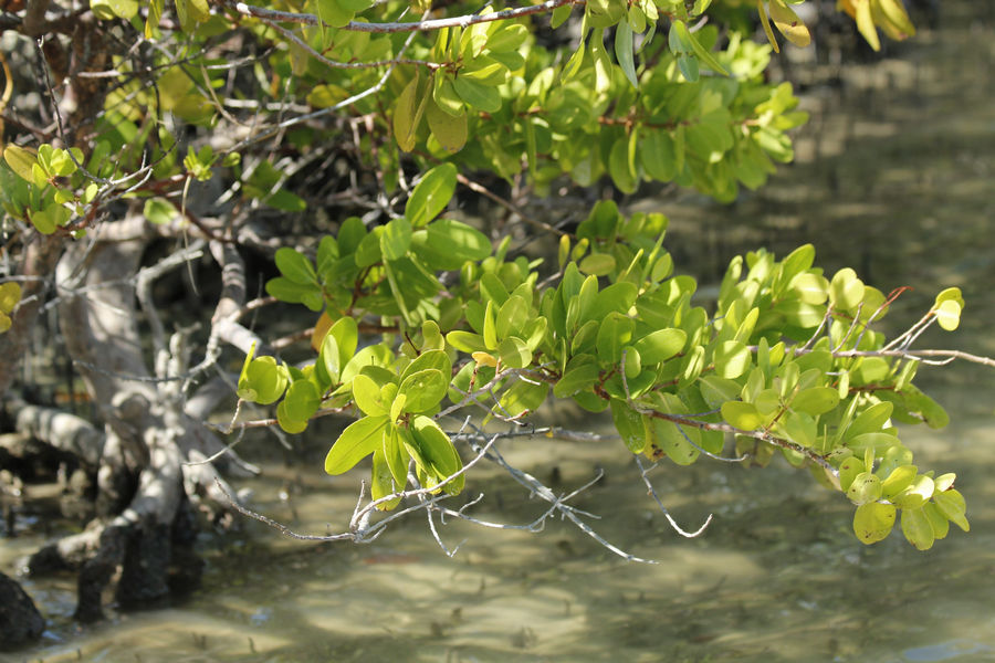 a close-up of a white mangrove leaves at Rookery Bay National Estuarine Research Reserve