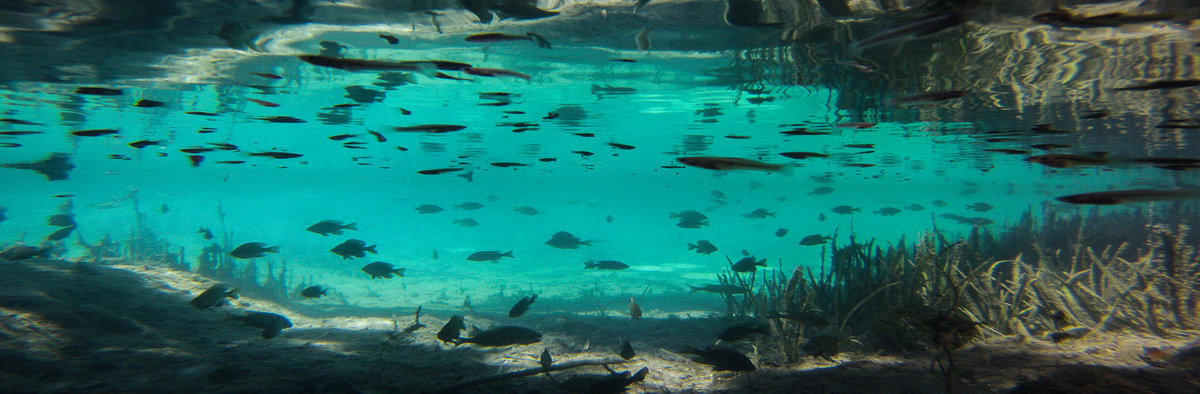 Healthy fish population swimming in Lake Blue Spring