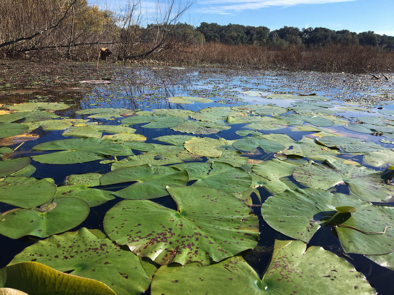 A group of water lilies on Carr Lake