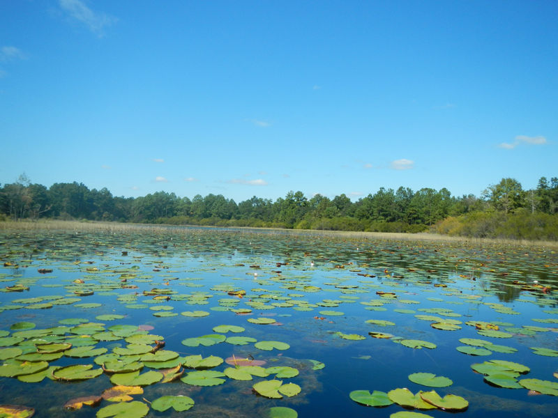 Water lilies and lake view at a Madison County lake sampled for the Lake Vegetation Index