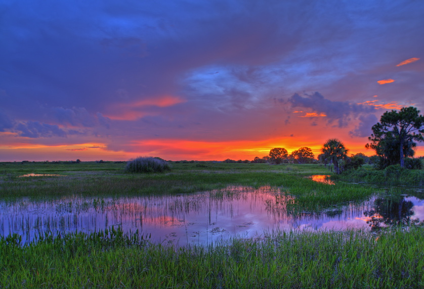 Marshy Wetland at Dawn