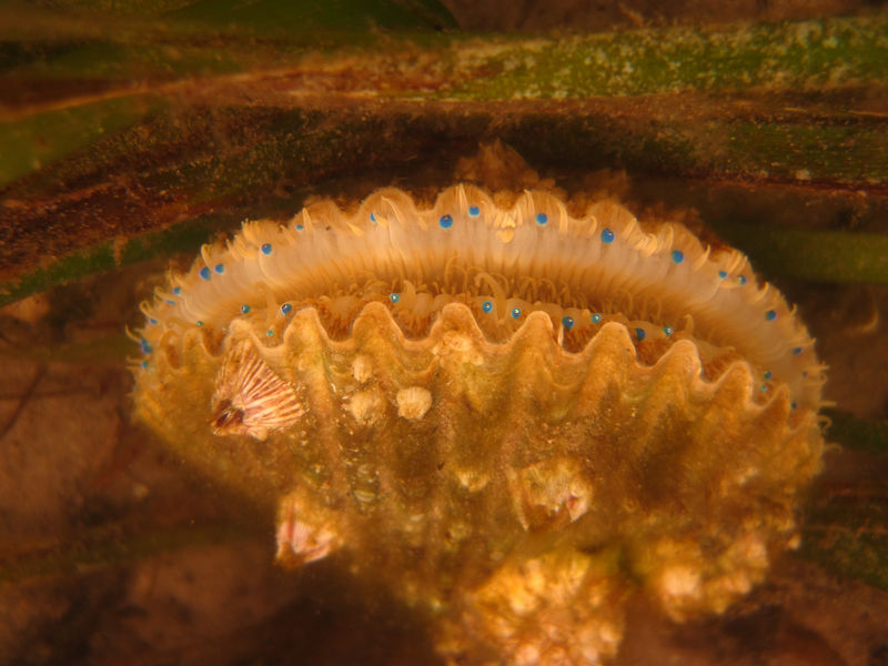 Scallops are occasionally encountered during seagrass surveys in Matlacha Pass Aquatic Preserve