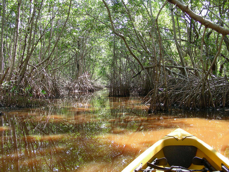 Paddling through mangroves at Bear Lake Canal in Everglades National Park.