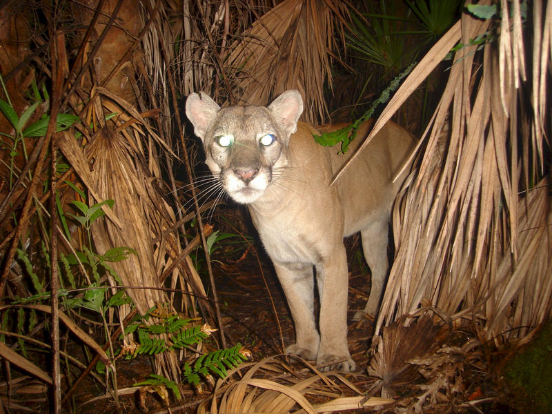 A panther at night in Big Cypress by FWC Mark Lotz