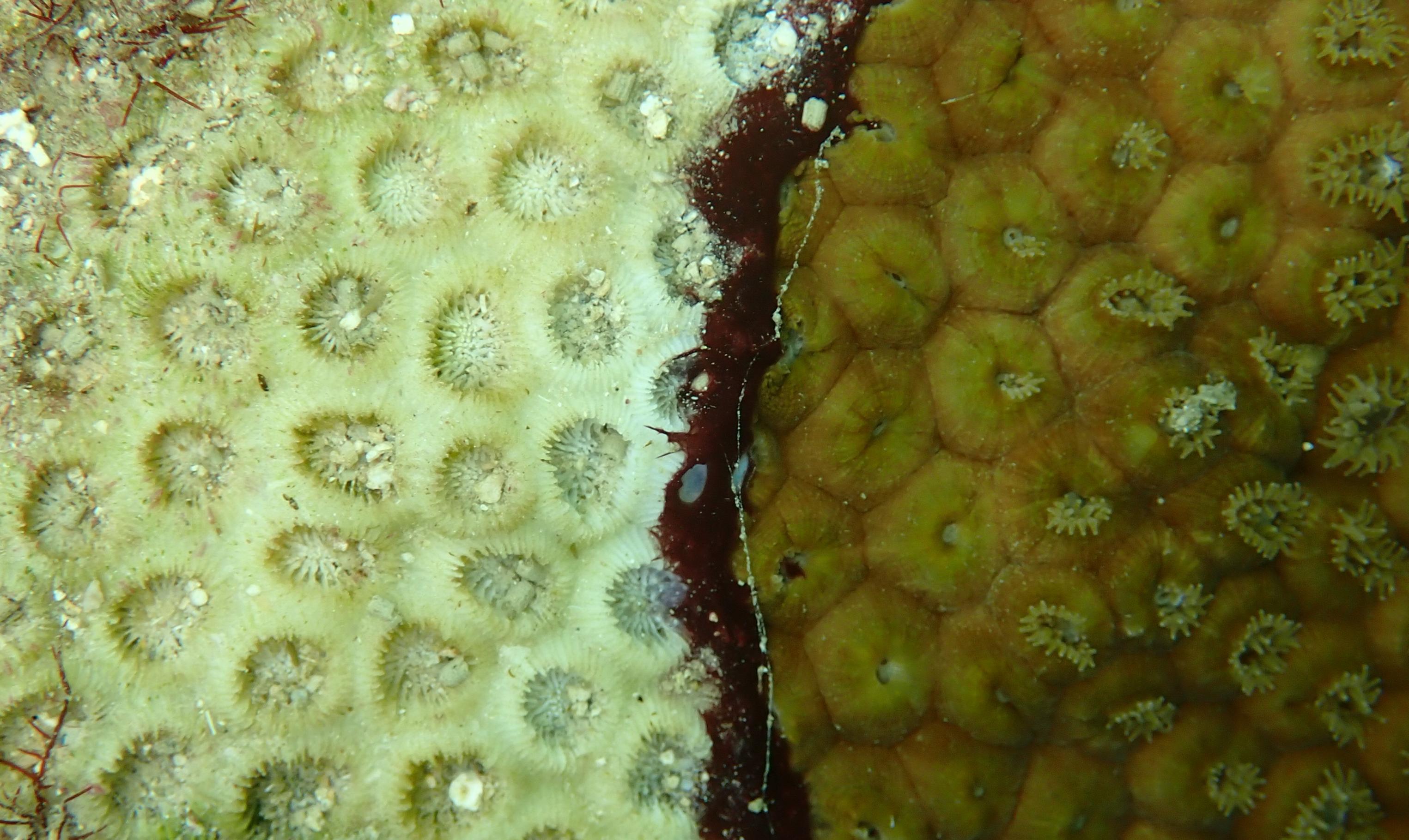 Black band disease on a stony coral