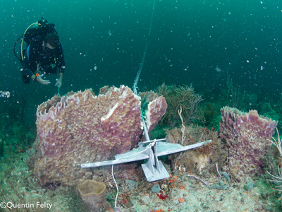 Anchor in Barrel Sponge