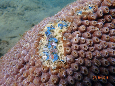 paint damage to coral from ship bottom