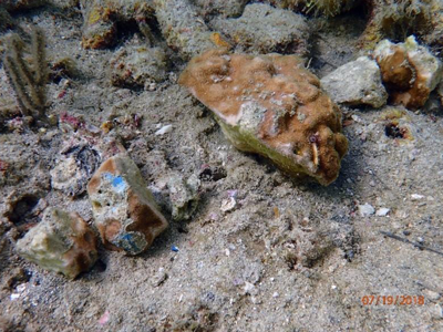 fractured coral injuries