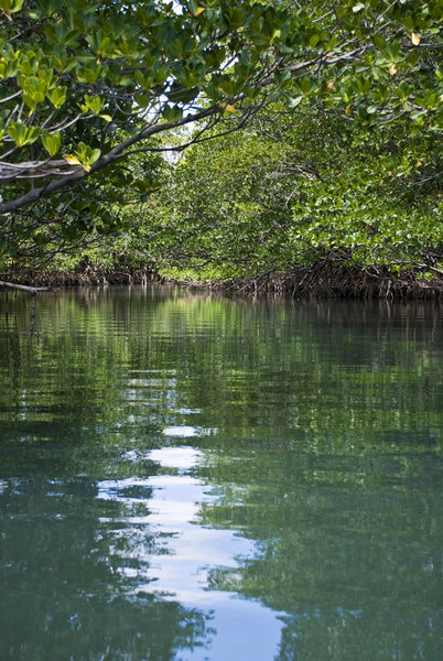 Pond with trees hanging above