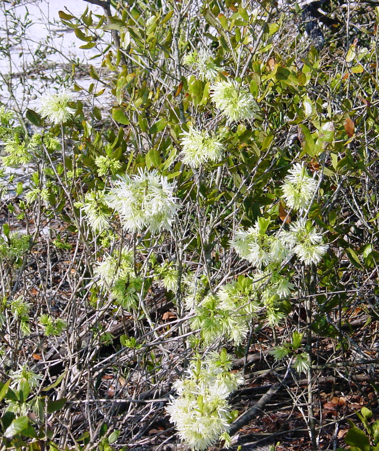 Pygmy Fringe Tree