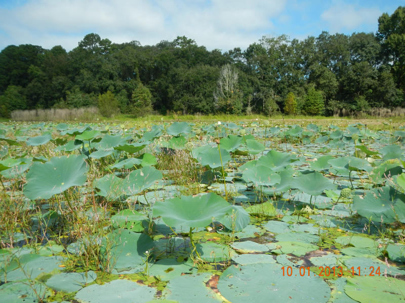 Lotus and other aquatic and wetland plants at Roberts Pond in Leon County.