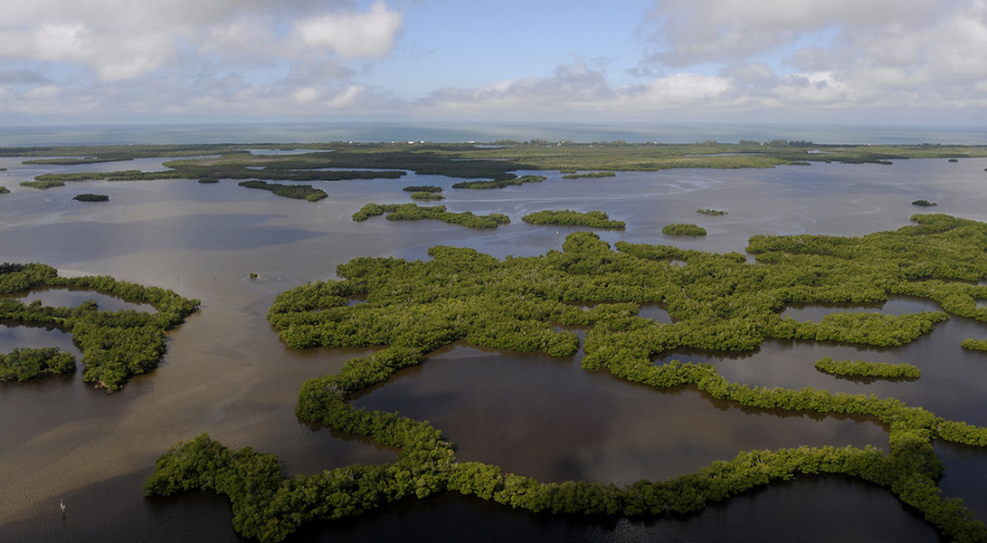 An aerial photo of coastal mangroves at Rookery Bay National Estuarine Research Reserve