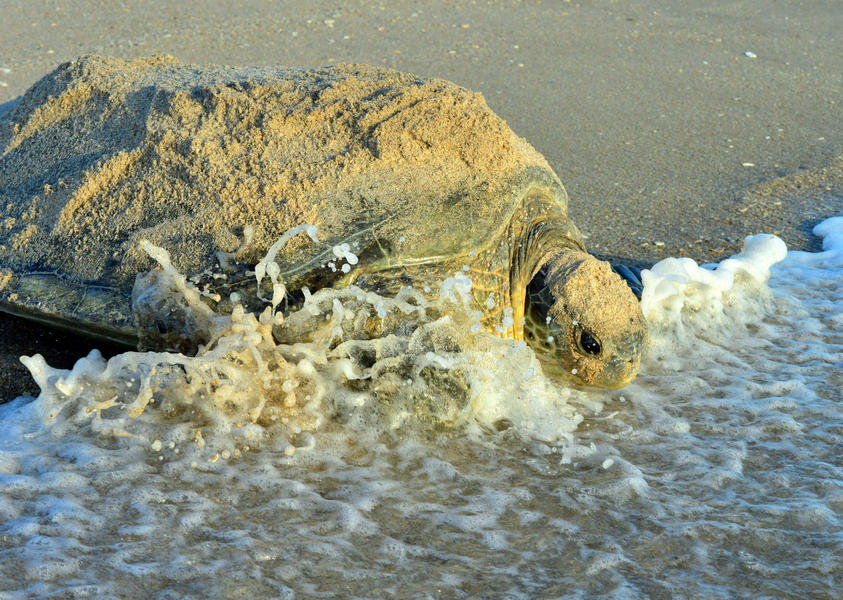 Green Sea Turtle makes a splash in the ocean after nesting at Sebastian Inlet State Park