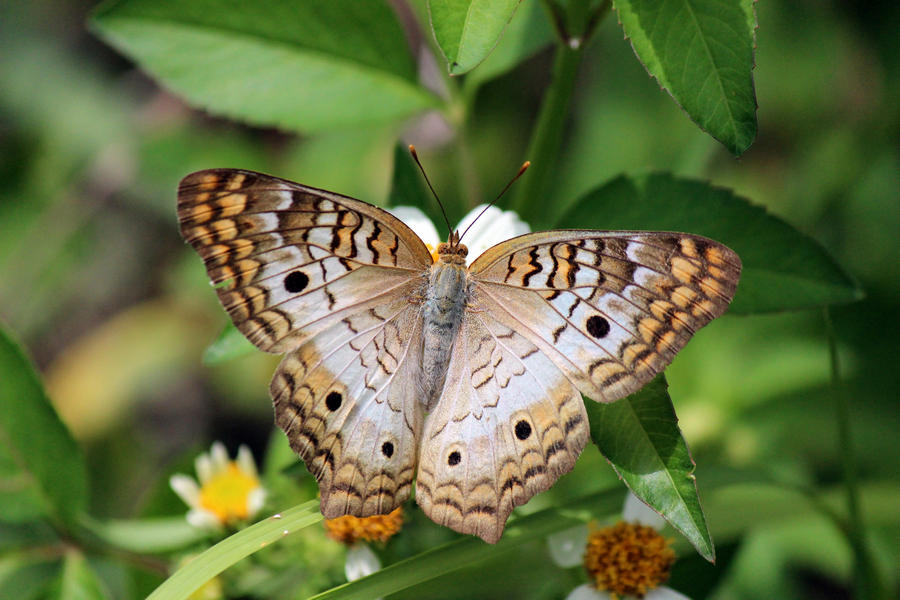 A White Peacock Butterfly on Bidens at Sebastian Inlet State Park