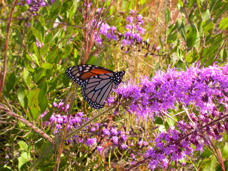 St Joseph Bay State Buffer Preserve - DEP Staff - Monarch butterfly on liatris