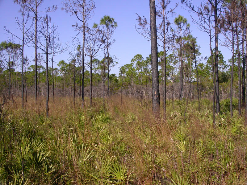 saw palmetto and pines make up a mesic flatwoods in St. Joseph Bay State Buffer Preserve