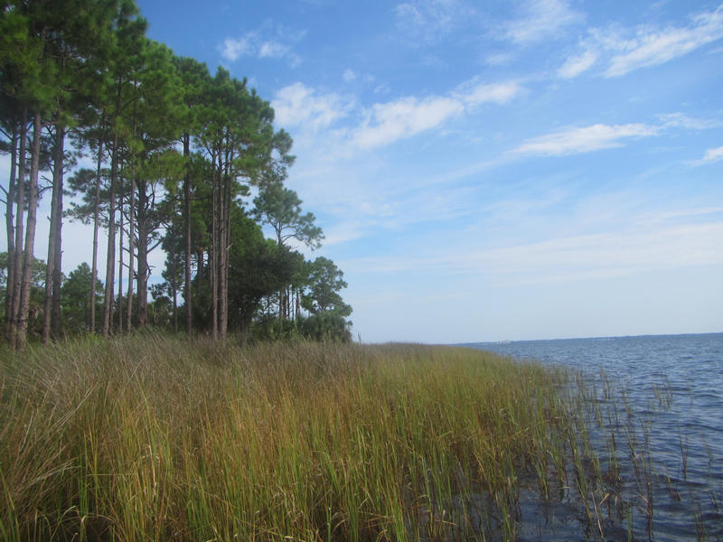 Image of Salt marsh on the bayside of Shell Island 