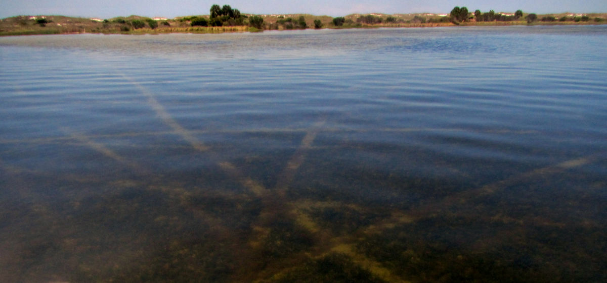 Propeller scarring occurs in shallow water when a boat’s propeller tears and cuts up seagrass roots, stems and leaves, leaving a long, narrow furrow devoid of seagrasses.