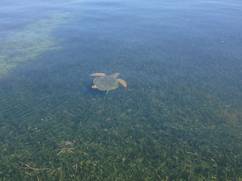 Sea turtles such as this green sea turtle are frequent visitors to seagrass meadows.