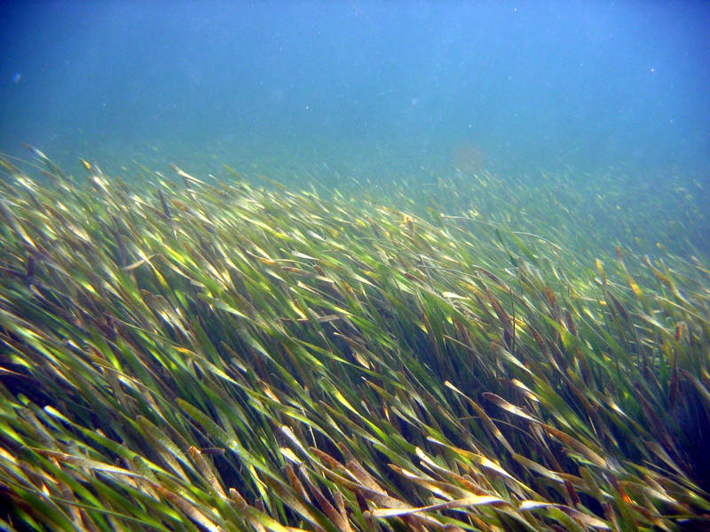 A meadow of turtlegrass (Thalassia testudinum)  in St. Martins Marsh provides food and cover to a myriad of wildlife.